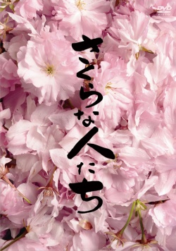 Looking for Cherry Blossoms 